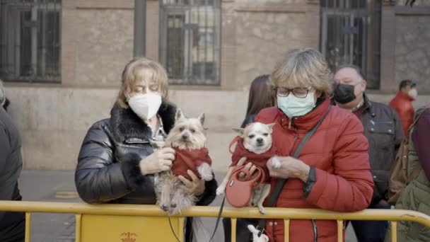 Frauen Mit Ihren Entzückenden Haustierhunden Auf Dem Valencianischen Fest Der — Stockvideo