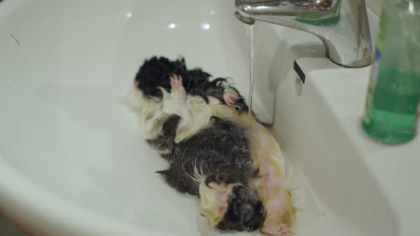 Tiny Guinea Pig Lying Its Back Breathing Sink Pet Grooming — Stock Video