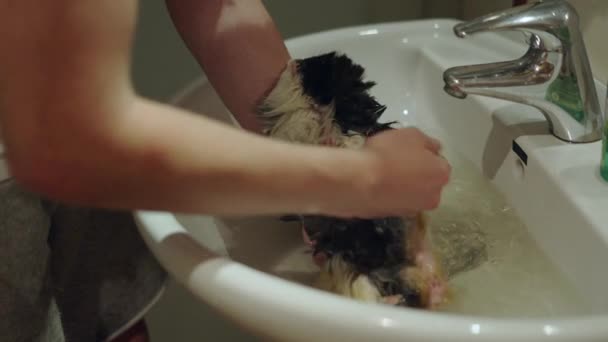 Pequena Cavy Tomando Banho Casa Guy Limpar Seu Animal Estimação — Vídeo de Stock