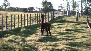 Yeşil çayırda başıboş koşan lamlar kameraya bakın - yatay seyahat videosu