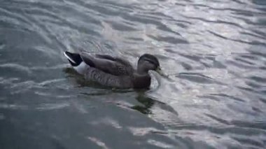 Yeni Zelanda 'da nehirde yüzen ördek. Seyahat konsepti.
