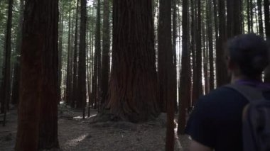 Sırt çantalı bir adam ağaçların arasında yürüyor, Yeni Zelanda - seyahat konsepti