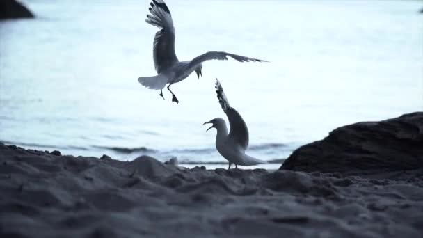 Zwei Möwen Die Ufer Der Kathedralbucht Spazieren Neuseeland Horizontales Video — Stockvideo