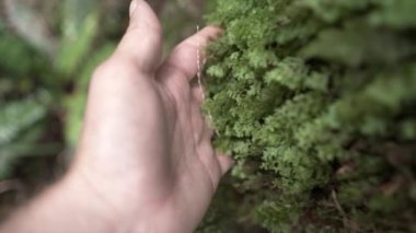 Bir adamın elinin ağaçtaki yosunlara dokunuşu, Yeni Zelanda - seyahat konsepti