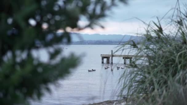 Entengruppe Schwimmt Unter Einer Brücke Auf Dem Fluss Neuseeland Reisekonzept — Stockvideo