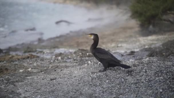 Ente Ufer Pinkelt Den Sand Neuseeland Reisekonzept — Stockvideo