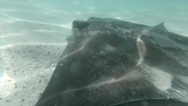 Rayas Nadando Aleteando Sus Aletas Mar Azul Cala Catedral Nueva — Vídeo de stock