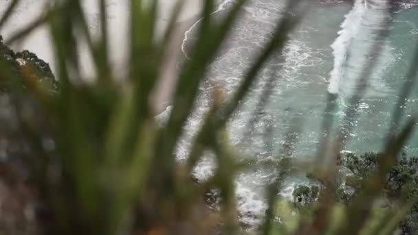 Зеленые Растения Точки Зрения Новых Приятелей Пляжа Новая Зеландия Горизонтальное — стоковое видео
