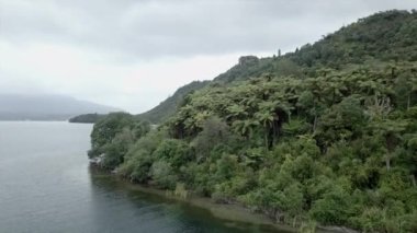 Deniz kenarında palmiye ağaçları olan yemyeşil ormanın havadan görünüşü, Yeni Zelanda - seyahat kavramı