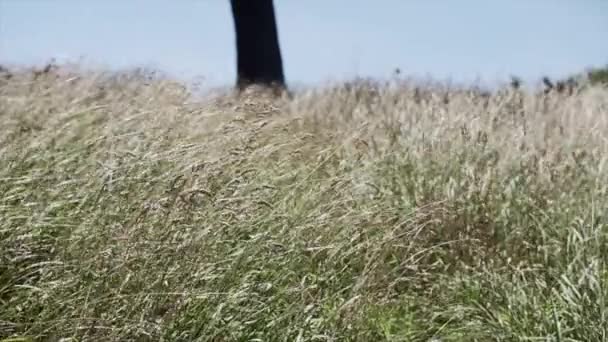 Plantas Secas Amarelas Com Uma Árvore Fundo Nova Zelândia Vídeo — Vídeo de Stock