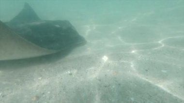 Katedral koyunun mavi denizinde yüzen vatoz Yeni Zelanda - yatay video