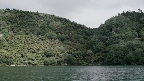Foresta Verde Con Sacco Vegetazione Nuovi Amici Spiaggia Nuova Zelanda — Video Stock