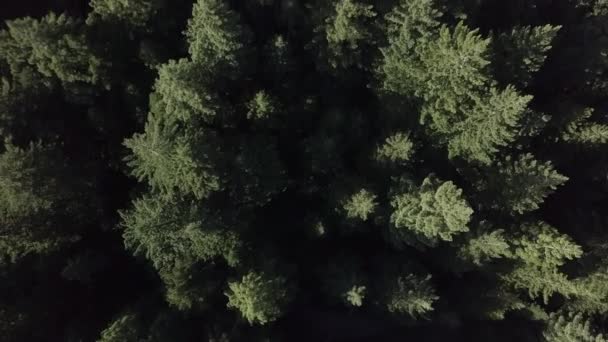 Vista Aérea Dossel Árvores Uma Floresta Beira Estrada Nova Zelândia — Vídeo de Stock