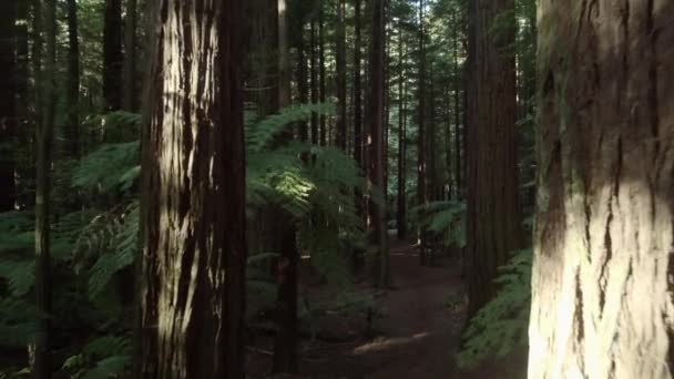 女の子が歩いている間 晴れた日に背の高い木がある森の空中ビュー ニュージーランド 旅行コンセプト — ストック動画