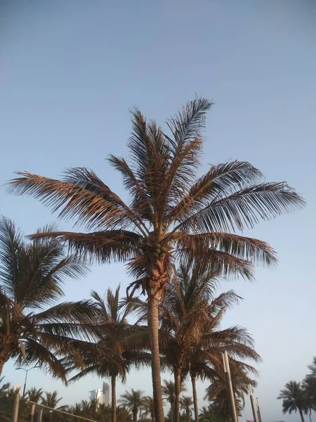 Hermosa Playa Tropical Con Palmeras Cielo Azul —  Fotos de Stock