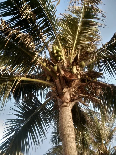 Palm Tree View — Stockfoto