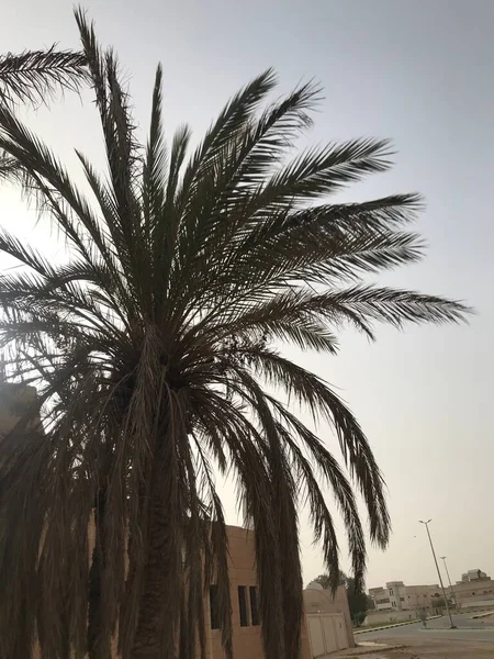 palm tree in the desert.