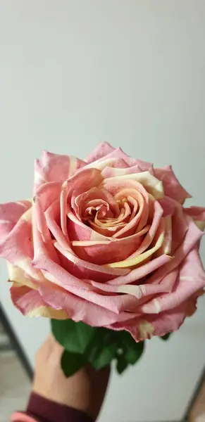 Lovely Striped Rose Lemon — стоковое фото