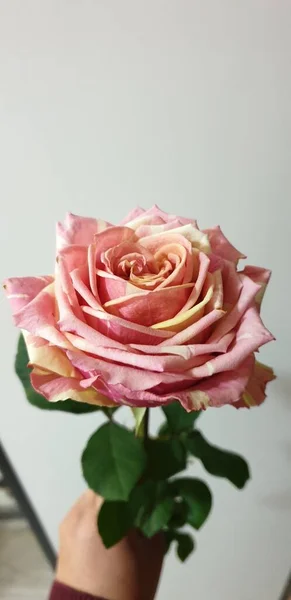 Lovely Striped Rose Lemon — 图库照片