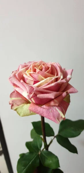 Lovely Striped Rose Lemon — Stock Photo, Image