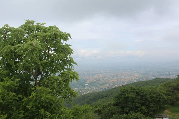 Green Forest Mountains — Stock Photo, Image