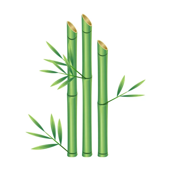 Vetor Ilustração Folha Árvore Bambu — Vetor de Stock