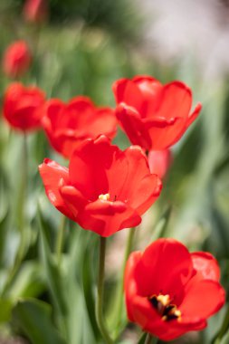 Güneşte kırmızı laleler, bulanık arkaplan