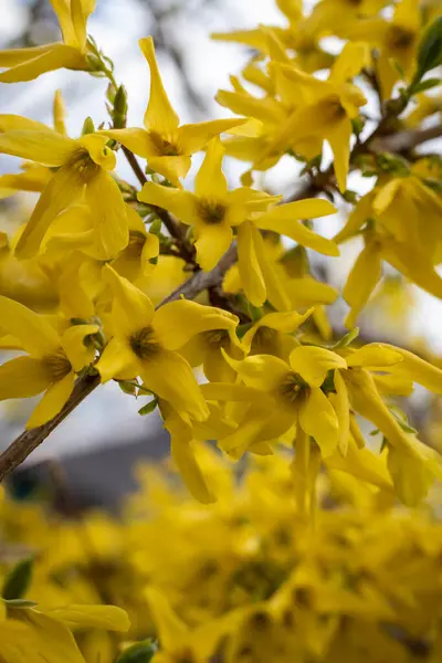 Ramo Forsythia Sol — Fotografia de Stock