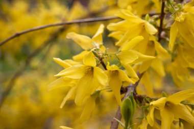 Güneşin altında bir dal