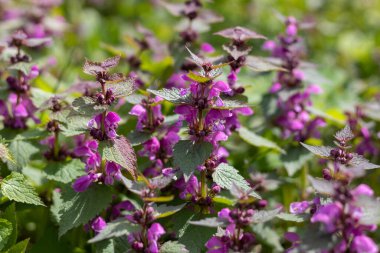 Isırgan otlu çalılar, ayrıca mor ejderha olarak da bilinir, güneşli bir gün, bal çiçeği, çiçekli bir yaban arısı