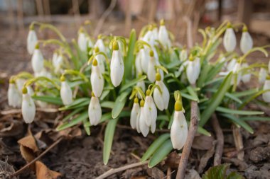 Kar damlası veya kar damlası (Galanthus nivalis). Bahar çiçeklerinin çalısı, Ukrayna 'nın Kırmızı Veri Kitabı. Güneşli bir gün.