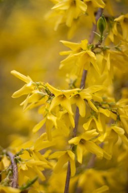 Güneşteki Forsythia dalı. Güneşli bir günde sarı çalı. Arka plan bulanık. Marco!