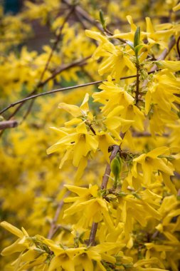 Güneşteki Forsythia dalı. Güneşli bir günde sarı çalı. Arka plan bulanık. Marco!