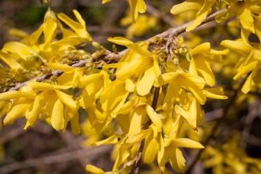 Güneşteki Forsythia dalı. Güneşli bir günde sarı çalı. Arka plan bulanık. Marco!