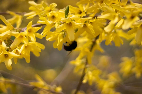 Ramo Forsythia Sol Arbusto Amarelo Num Dia Ensolarado Fundo Desfocado — Fotografia de Stock