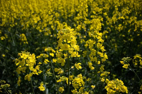 Rapeseed Field Reflects Flag Ukraine — Stock Photo, Image