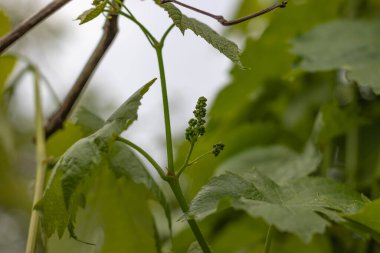 Genç üzüm çalıları, asma filizleri. Küçük üzümler, üzüm çiçeği. Yeşil üzüm yaprakları.