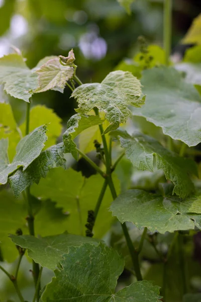Young Grape Bush Vine Sprouts Small Grapes Grape Blossom Green — Stock Photo, Image