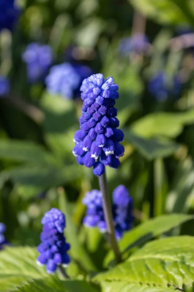 Muscari blue flowers, rich color, close up, with bee.Very beautiful flowers of deep blue color. Muscari is a genus of perennial bulbous plants native, most commonly blue, urn-shaped flowers resembling bunches of grapes in the spring