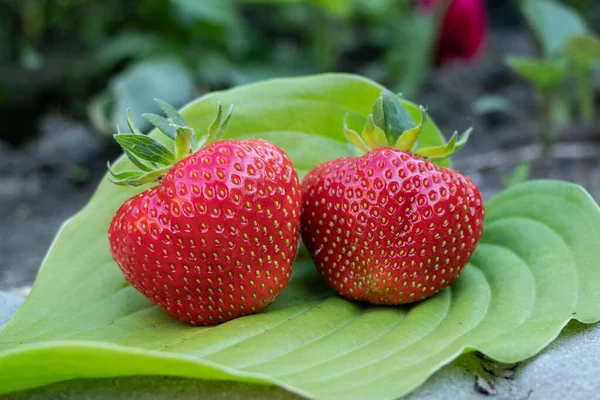 Bright Ripe Fresh Strawberries Green Leaf Ripe Berries Home Garden — Stock Photo, Image