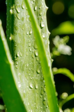 Aloe vera ağacı doğa arka planında.