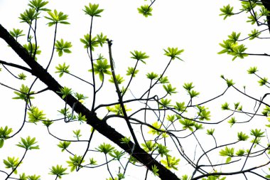 Bengal bademi ya da terminaldeki katappa yaprakları doğada var..