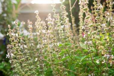 Limon fesleğen Çiçek Doğa arka plan üzerinde.