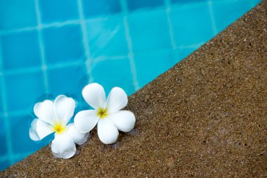 Plumeria çiçek doğa zemin üzerine.