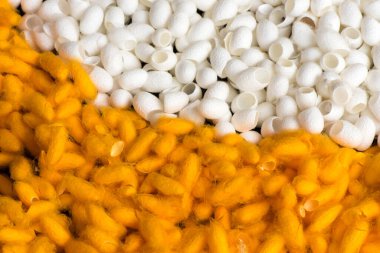 Doğada sarı ve beyaz kozalar. 