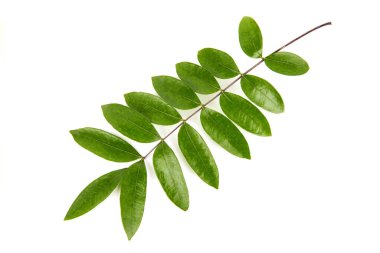 Eurycoma longifolia Jack yeşil yapraklar beyaz arkaplan, üst görünüm, düz yatıyordu. 