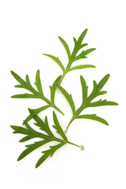 Mugwort ya da artemisia annua dalı yeşil yapraklar beyaz arka planda izole.
