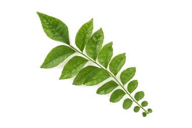 Beyaz arkaplanda yeşil yapraklar izole edilmiş kireç veya eklipta prostrata.