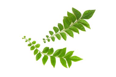 Beyaz arkaplanda yeşil yapraklar izole edilmiş kireç veya eklipta prostrata.