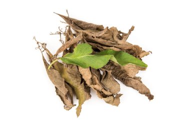 Taze ve kurutulmuş ngai kafur ağacı yeşil yaprakları beyaz arkaplanda izole edilmiş..